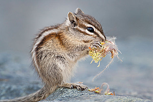 金花鼠图片_金花鼠高清图片大全_金花鼠图片素材