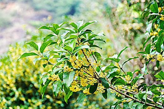 桂花