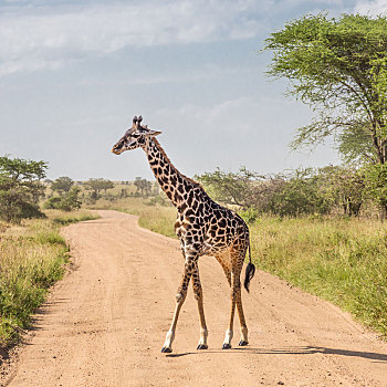 孤单,长颈鹿,安伯塞利国家公园,肯尼亚