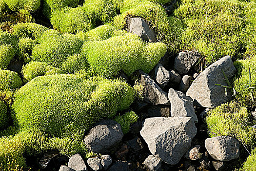 苔藓,溪流,冰岛,欧洲