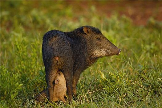 母兽,哺乳,小猪,站立,草丛,巴西,南美