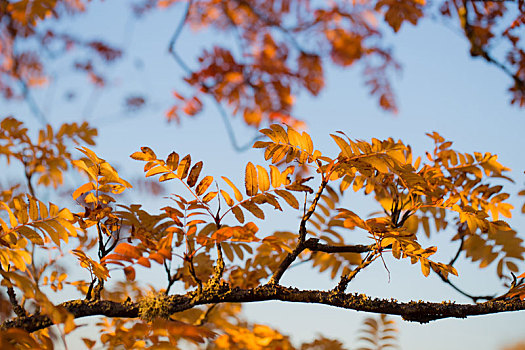 欧洲花楸,秋色,蓝天背景