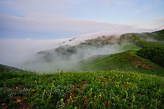草原,牧场,绿草,旷野,云雾,云海