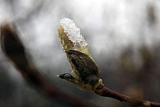 下雪,大雪,春雪,寒流,花朵,绽放,玉兰花,耐寒,植物