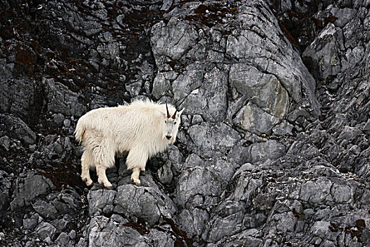 石山羊,冰河湾国家公园,自然保护区,阿拉斯加,美国