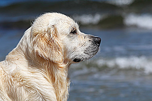 金色,猎犬,狗,两个,岁月,肖像