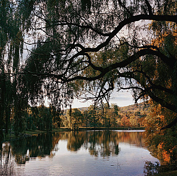 秋天,树,围绕,湖