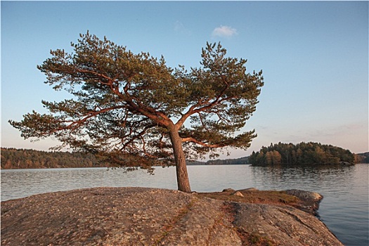 孤树,湖,挨着,哥德堡,瑞典,秋天,软,亮光,日落