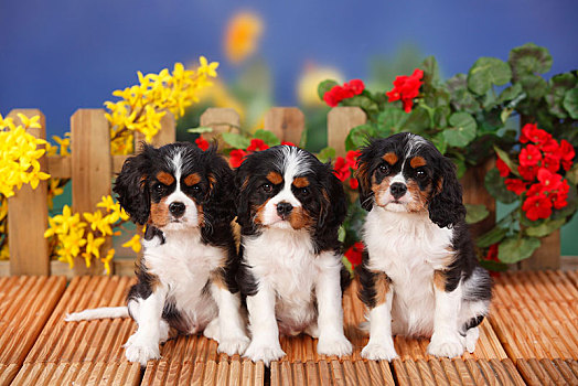 查尔斯王犬,三个,小狗,坐,并排,三种颜色,9星期大,花,背景