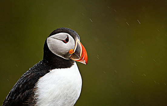 大西洋角嘴海雀,北极,成年,肖像,降雨,斯科莫岛,彭布鲁克郡,威尔士,英国,欧洲