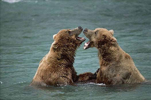 大灰熊,棕熊,一对,争斗,阿拉斯加