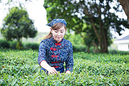 美女,亚洲人,女孩,绿茶种植园