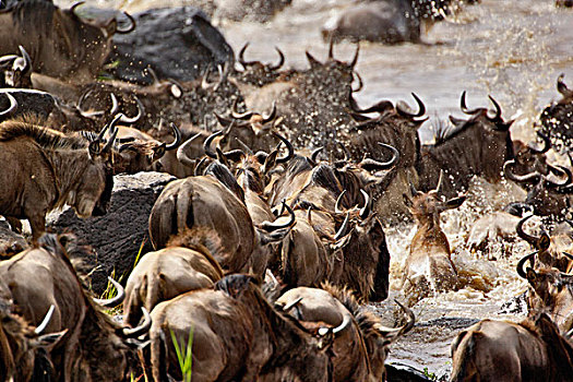 巨大,牧群,角马,马拉河,南,坦桑尼亚,马塞马拉野生动物保护区,肯尼亚