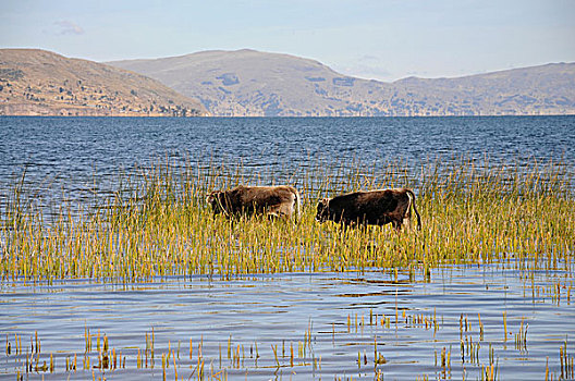 母牛,芦苇,的的喀喀,湖,半岛,秘鲁,南美,拉丁美洲