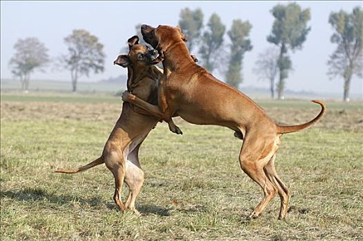 玩,罗德西亚背脊犬,母狗,狗