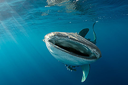 鲸鲨,湾,西巴布亚,印度尼西亚