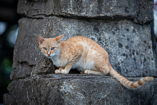 后院花园里玩耍的可爱猫眯