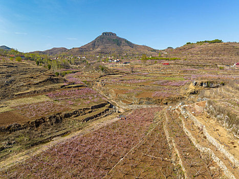 山东蒙阴岱崮地貌桃花盛开