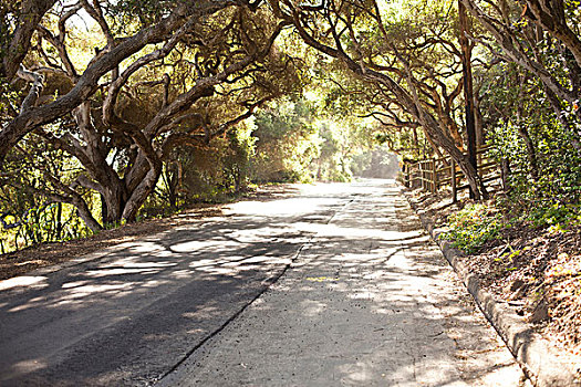 道路,橡树,树,加利福尼亚,美国
