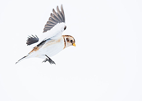 雪,颊白鸟,抵撞,飞行,凯恩戈姆国家公园,高地,苏格兰,英国
