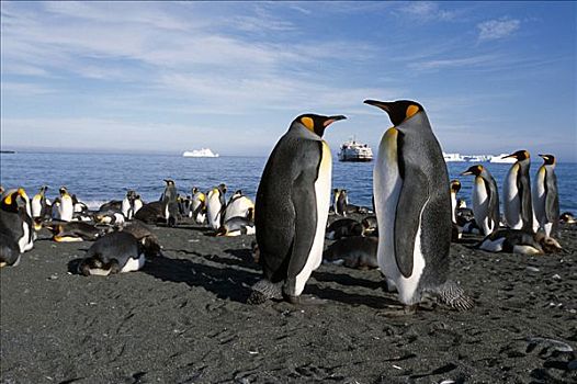 帝企鹅,索尔兹伯里平原,夏天,南极,乔治亚,岛屿