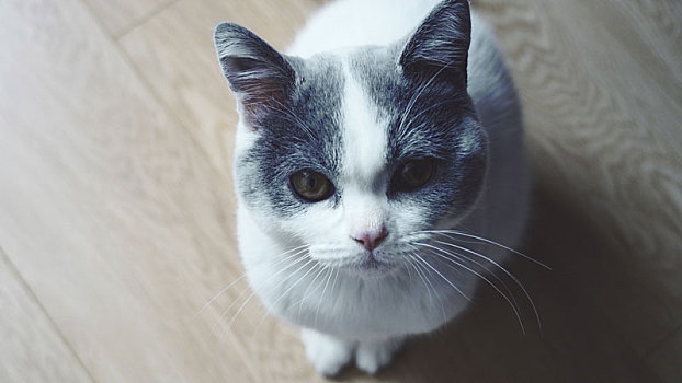可爱的蓝白猫咪