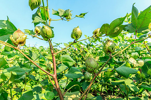 绿色的棉花植物生长在农田