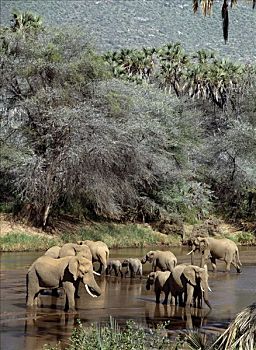 大象,浇水,河