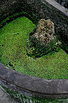 石缸水缸里的绿色浮萍