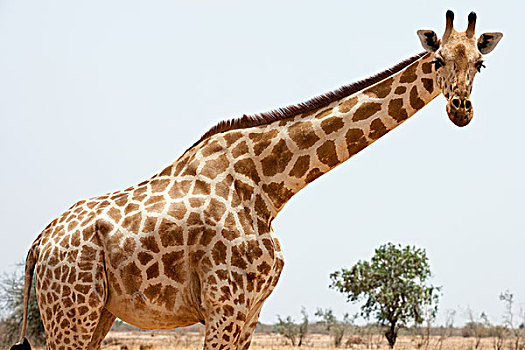 长颈鹿,西非,西南方,尼日尔,牧群,濒危,西部,非洲