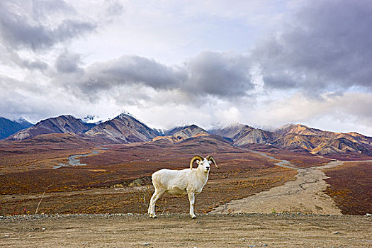 绵羊,白大角羊,道路,德纳里峰国家公园,阿拉斯加