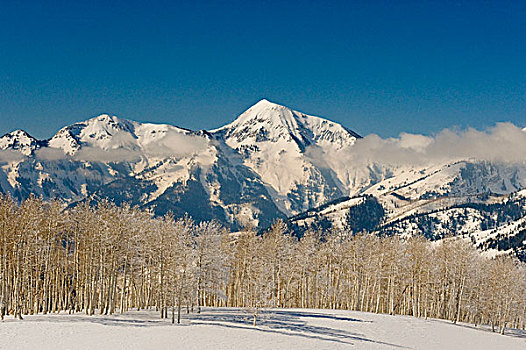 白杨,正面,盒子,顶峰,孤单,荒野,国家森林,美洲,峡谷,靠近,高山,盐湖城,犹他