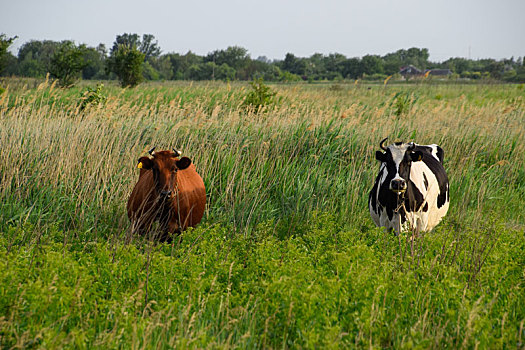 两个,母牛,草场,褐色,黑白,看,摄影,镜头
