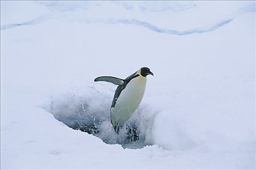 帝企鹅,跳跃,海豹,呼吸,洞,冰,栖息地,南极