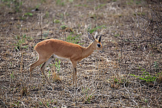 小岩羚,成年,雄性,克鲁格国家公园,南非,非洲