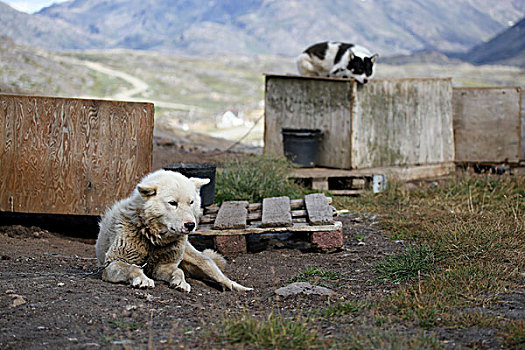 格陵兰,两个,役犬,捆绑,狗,公园