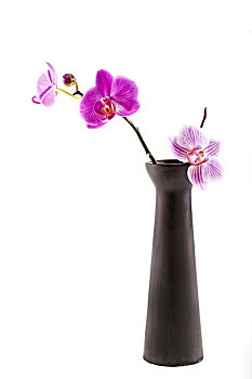 兰花,黑色,花瓶