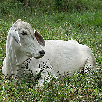 白色,母牛,草,危地马拉