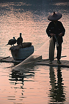 渔民,捕鱼,鸬鹚,竹子,筏子,漓江,黄昏,阳朔,广西,中国