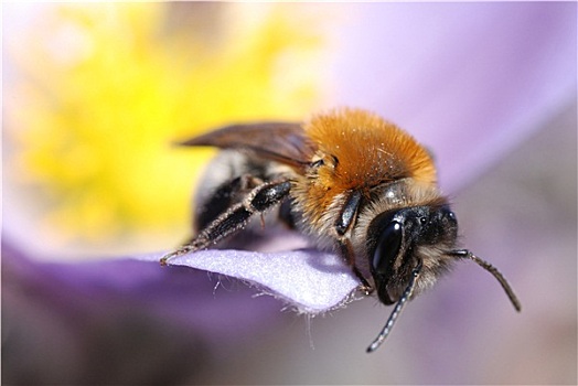 微距,蜜蜂,春花