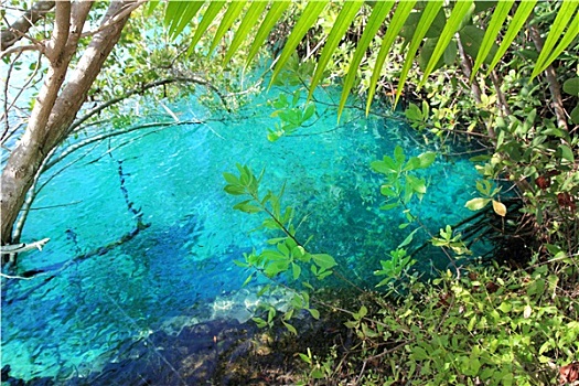 红树林,青绿色,水,马雅里维拉