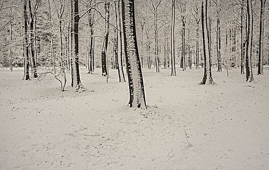冬景,木头,荷兰