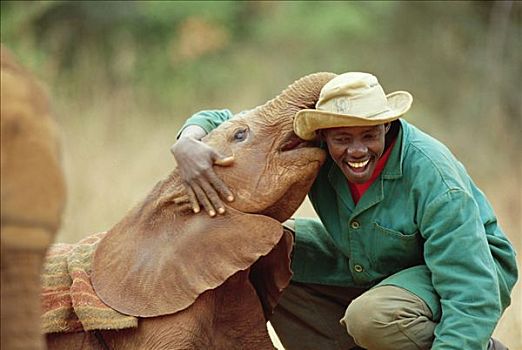 非洲象,看护,五个,星期,老,孤儿,东察沃国家公园,肯尼亚