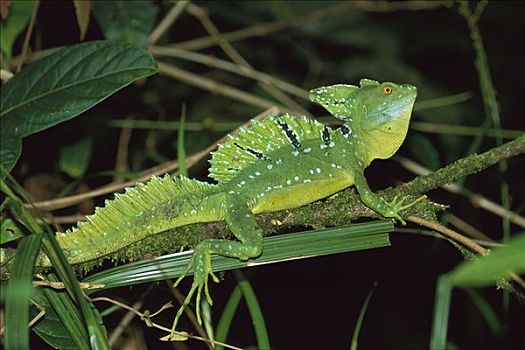 绿色,蜥蜴,国家公园,哥斯达黎加