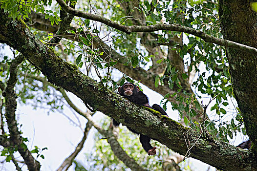 黑猩猩,类人猿,休息,树上,西部,乌干达