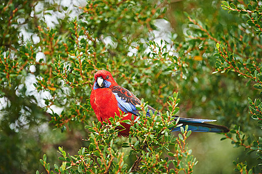 深红色,坐,树,奥特韦国家公园,澳大利亚,大洋洲