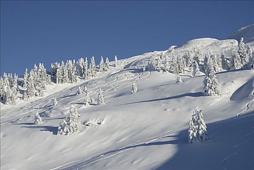 山,斜坡,积雪,年轻,云杉,滑雪轨迹,提洛尔,奥地利