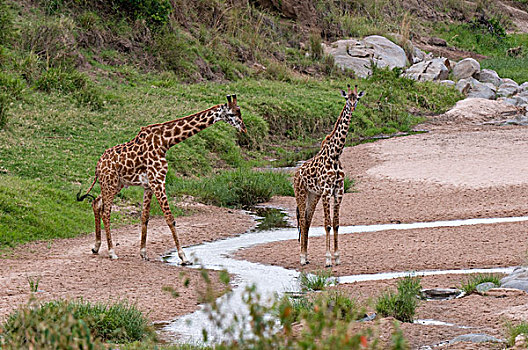 马赛长颈鹿,长颈鹿,马赛马拉国家保护区,肯尼亚