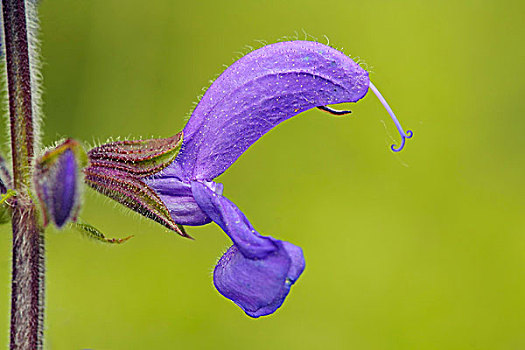 鼠尾草,一朵花