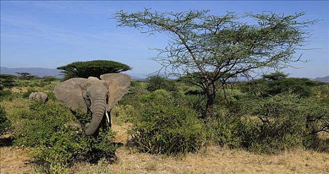 非洲,灌木,大象,非洲象,雄性动物,风景,萨布鲁国家公园,肯尼亚,东非